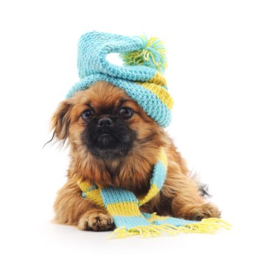 Şapkalı ve atkılı bir köpek..