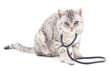 Phonendoscope ile kedi.