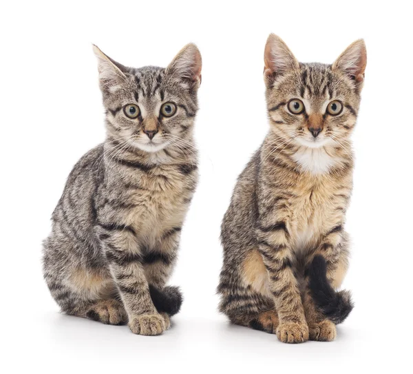 İzole iki yavru kedi.