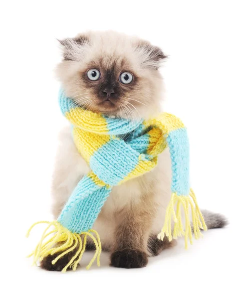 Gatto con sciarpa . — Foto Stock