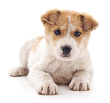 İzole küçük köpek yavrusu.