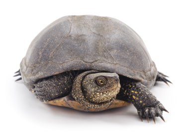 Büyük kaplumbağa izole.