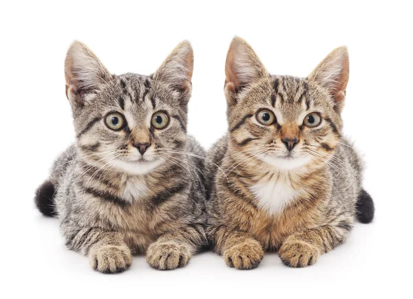 Dois gatinhos isolados . — Fotografia de Stock
