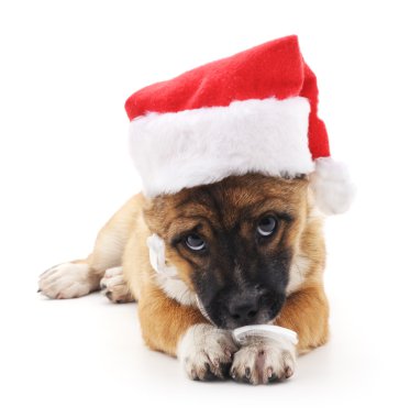 Köpek Noel şapka içinde.