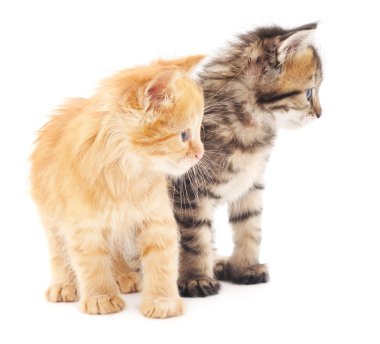 İzole iki yavru kedi.