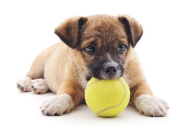 Topu ile küçük köpek yavrusu.