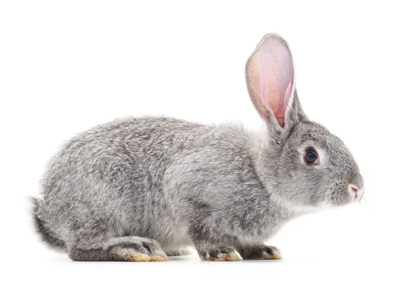 Kaninchenbaby isoliert. — Stockfoto