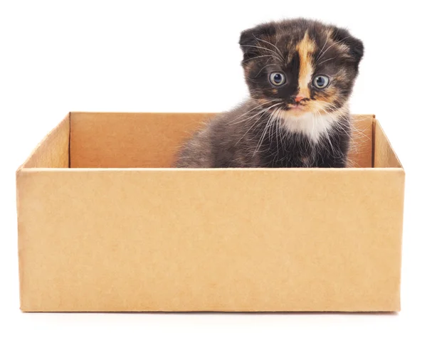 Gatito en una caja . — Foto de Stock