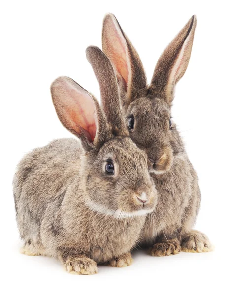 Dos conejitos marrones . — Foto de Stock