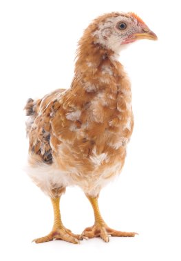 İzole kahverengi tavuk.