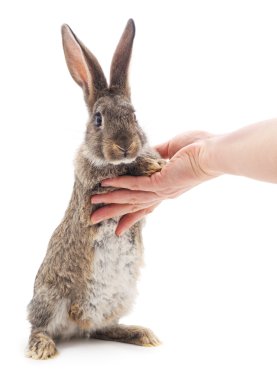 el üstünde tavşan.