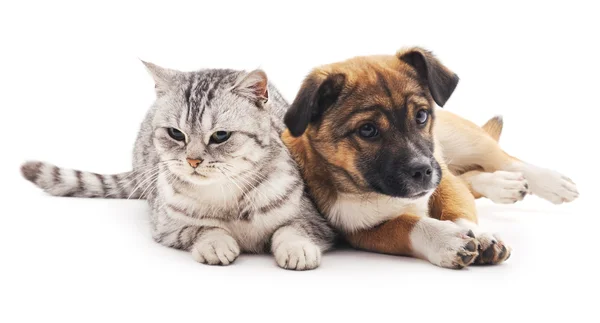 Kedi ve köpek yavrusu. — Stok fotoğraf