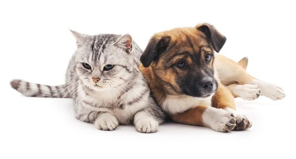 kedi ve köpek yavrusu.