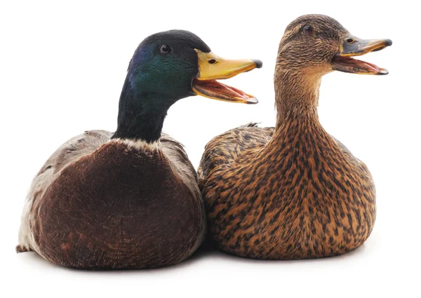 stock image Two wild ducks.