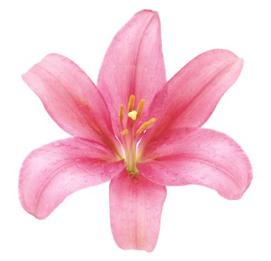 pembe lily izole.