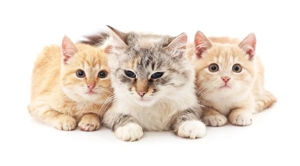 Gato y dos gatitos . — Foto de Stock