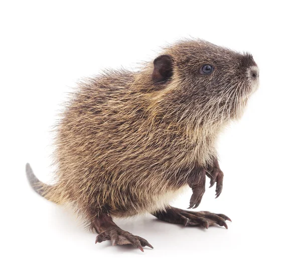 Bebê nutria isolado . — Fotografia de Stock