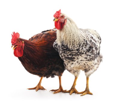 Kırmızı ve gri horoz.