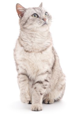 Gri kedi izole edilmiş.