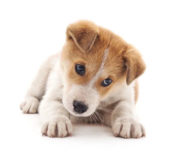 分離した小さな子犬. — ストック写真