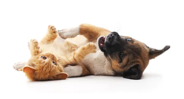 Cãozinho e gatinho vermelho. — Fotografia de Stock