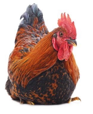 Kırmızı horoz izole.