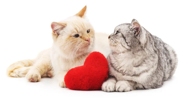 Dwa koty i czerwone serce. — Zdjęcie stockowe
