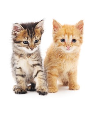 iki küçük yavru kedi.