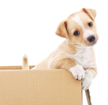 Bir kutu içinde kahverengi köpek yavrusu.