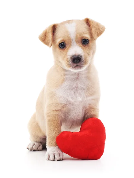 Dog with heart. — Stock Photo, Image