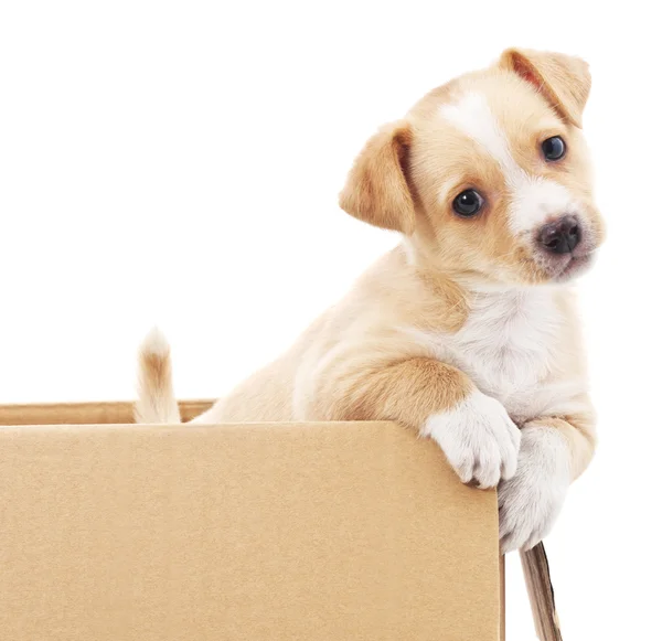 Bir kutu içinde kahverengi köpek yavrusu.