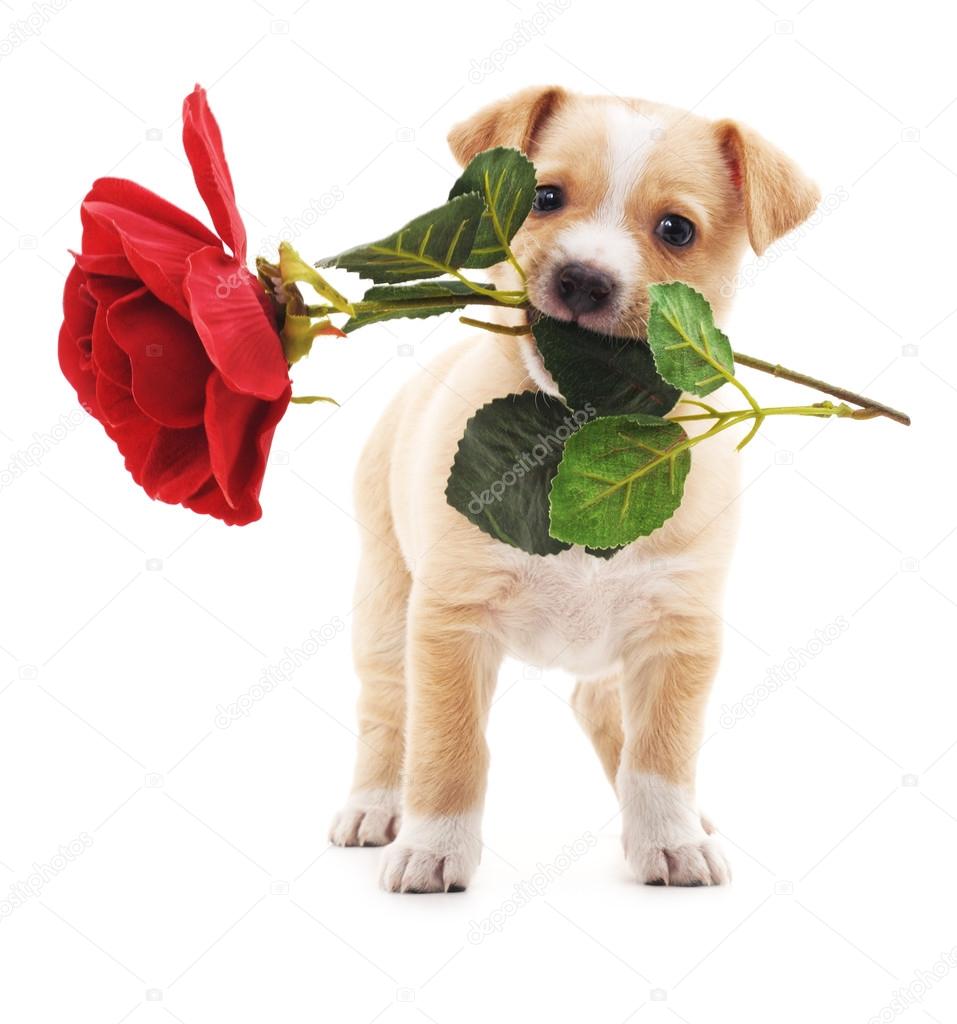 Puppy with a rose. — Stock Photo © Voren1 #97964724
