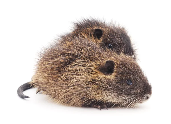 Baby nutria isolerade. — Stockfoto