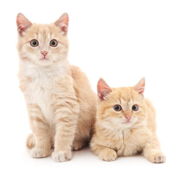 Gatitos marrones aislados . — Foto de Stock