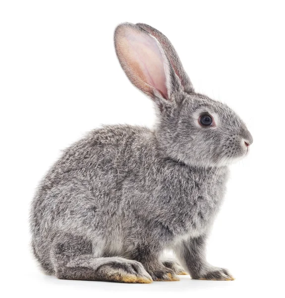 Conejo bebé gris . —  Fotos de Stock