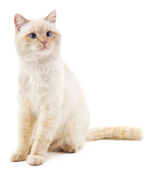 Biały kot z niebieskimi oczami. — Zdjęcie stockowe