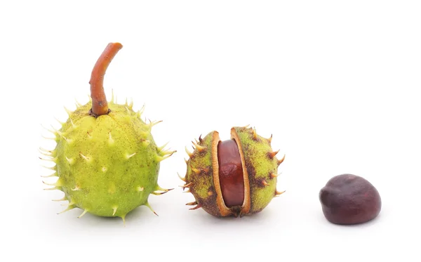 Groep kastanjes geïsoleerd. — Stockfoto