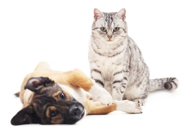 Gri kedi ve köpek yavrusu.