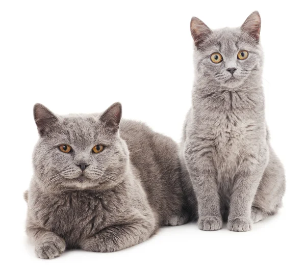 Два сірий кіт . — стокове фото