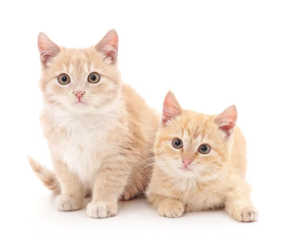 Gatitos marrones aislados . — Foto de Stock