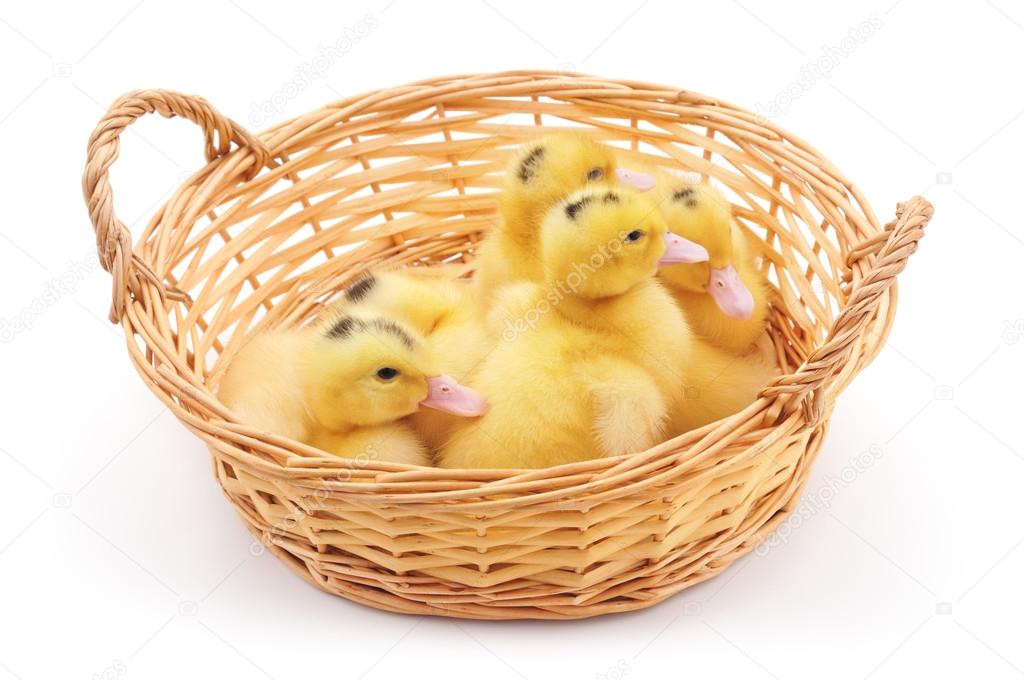 Ducklings in basket.