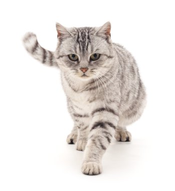 Gri kedi gider.