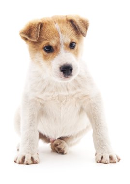 Kahverengi lekeler ile beyaz köpek yavrusu.