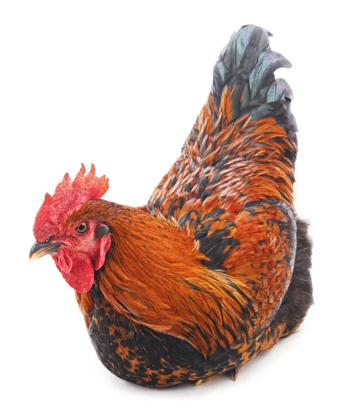 Red rooster isolated. — Stock Photo, Image
