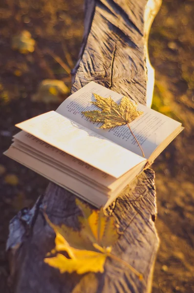 Autumn time, autumn world, autumnweather, book, colorful, fallweather, foliage, insect, leaf, nature, orange, pages, read, the world of books, time to read books, bench, sit, autumn in the sun, warm sunlight — Stock Photo, Image