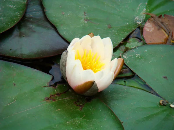 Waterlilies — Stock Photo, Image