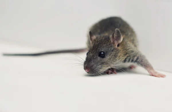 野生の齧歯動物、ネズミ、野生のネズミ — ストック写真