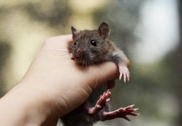 野生の齧歯動物、ネズミ、野生のネズミ — ストック写真