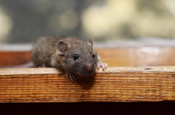 Vilda gnagare, lilla råtta, en liten vild råtta — Stockfoto