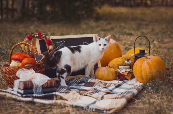 Sonbahar dekorasyonu açık havada ve